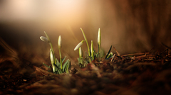 spring