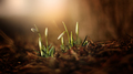 spring
