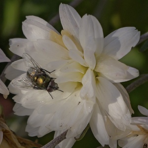 keď na muške je muška…