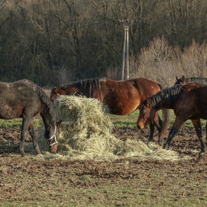 inak vonia seno koňom