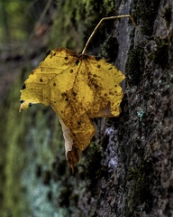 dorazila…