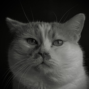 portrét jedného kocúra