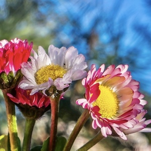 Veľkonočné sedmokrásky