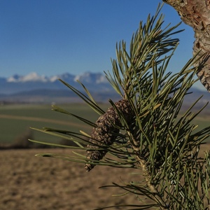 Podtatranská krajinka