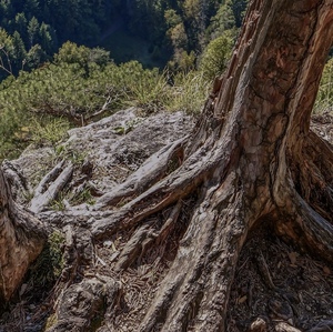 v kamennom kvetináči