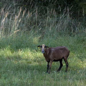 zatúlaná