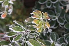 Frosty leaves
