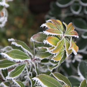 Frosty leaves