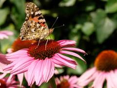 Echinacea