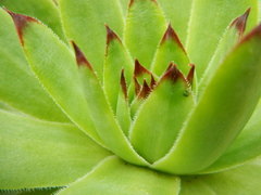 Desert rose