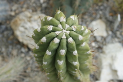 Kaktus