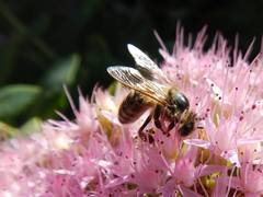 Bee