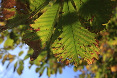 Autumn is coming