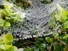 Web after the rain