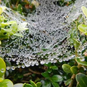 Web after the rain