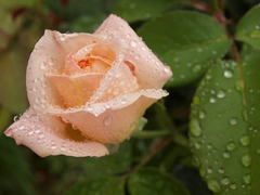 Rainy rose