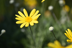 Priroda