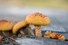 Priroda