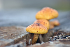 Priroda