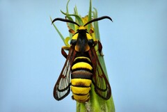 ... hornet moth
