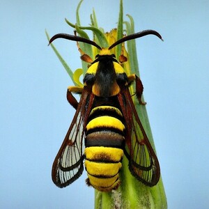 ... hornet moth