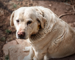 Labrador