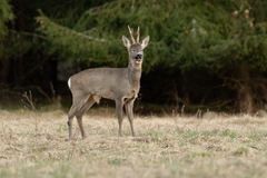 srnec lesný a jeho úsmev