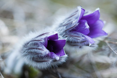 Spolu