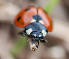 Lady bug