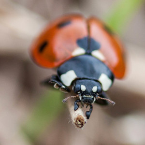 Lady bug