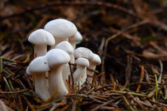 hubia rodinka