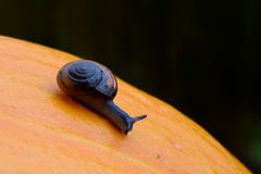 🐌