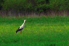 Ciconia ciconia