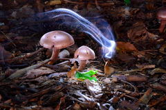 ☢ 🍄 Magic mushrooms 🍄 ☢