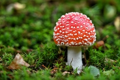 Muchotravka