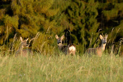 Srna lesná
