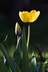 Tulipán