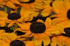 Rudbeckia