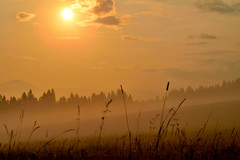 Fog