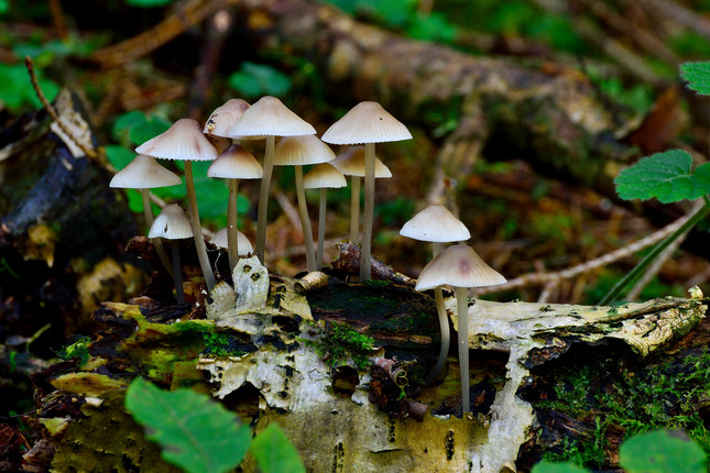mushrooms 🍄
