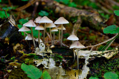 mushrooms 🍄
