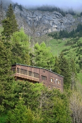 Plesnivec