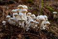 mushroom party