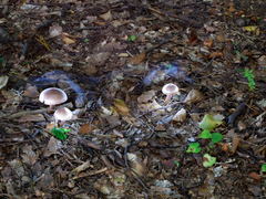 ☢ 🍄 Magic mushrooms 🍄 ☢