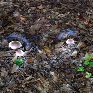 ☢ 🍄 Magic mushrooms 🍄 ☢