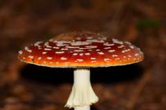 Muchotravka
