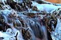 frozen