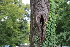 srdce stromu