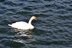 Labuť