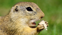 Spermophilus citellus